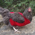 Cabled Chicken Sweater